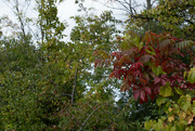 25th Sep 2023 - Sumac sooc