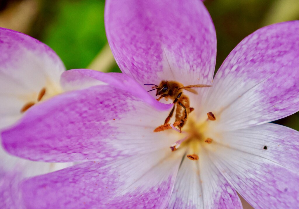 A Crocus Bee by corinnec