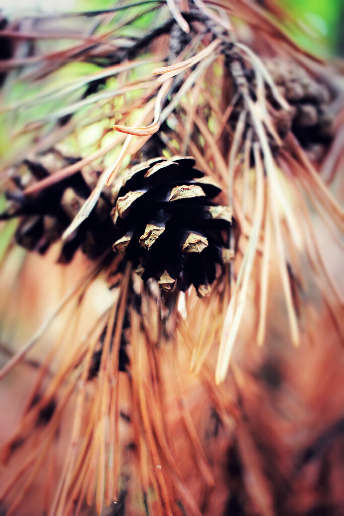 On a Fallen Branch by juliedduncan