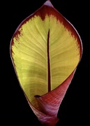 25th Sep 2023 - Canna Discolor Leaf