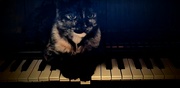 25th Sep 2023 - Keyboard Cat