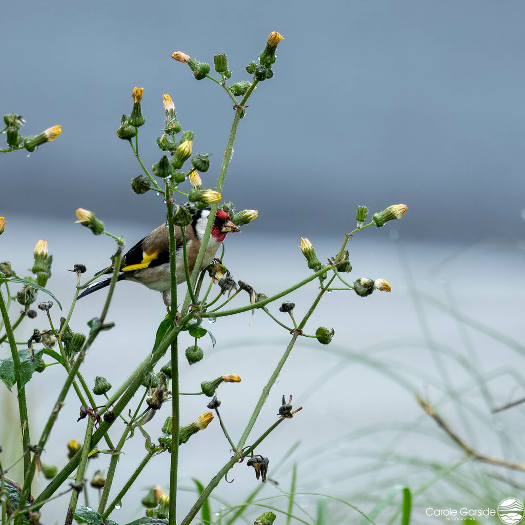 Goldfinch & Roadside Weeds by yorkshirekiwi