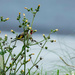 Goldfinch & Roadside Weeds