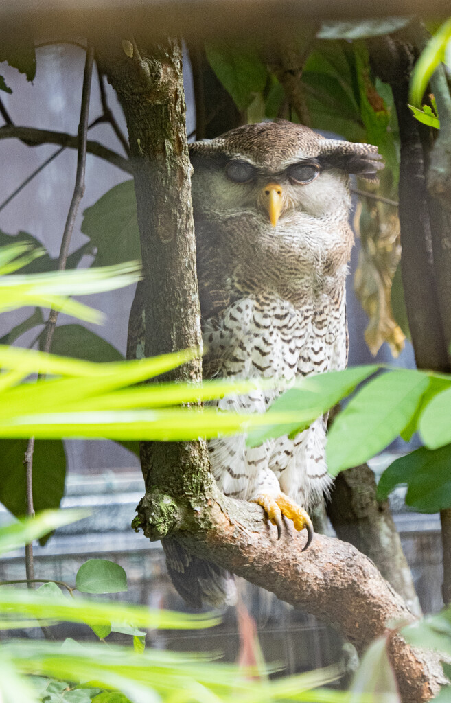 Malaysian Eagle Owl.  by ianjb21