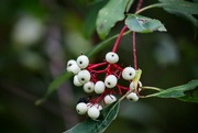 25th Sep 2023 - Dogwood Berries