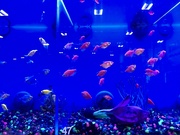24th Sep 2023 - Pet store fish