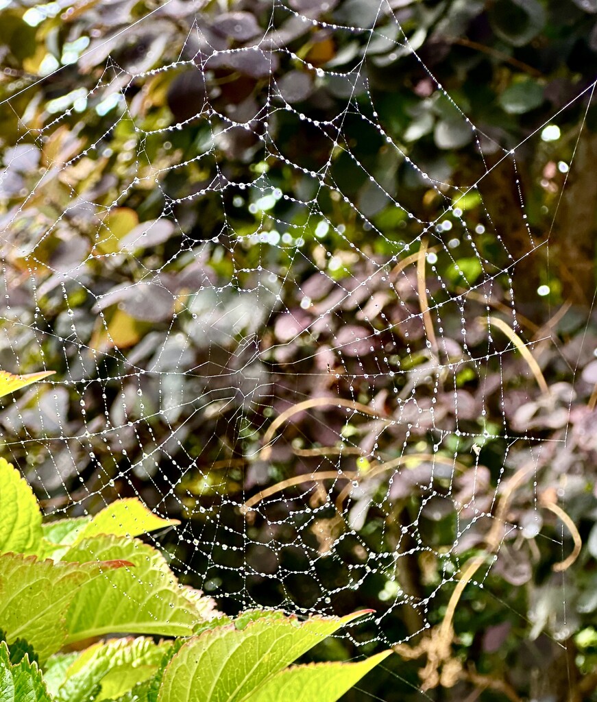Spiders web by pamknowler