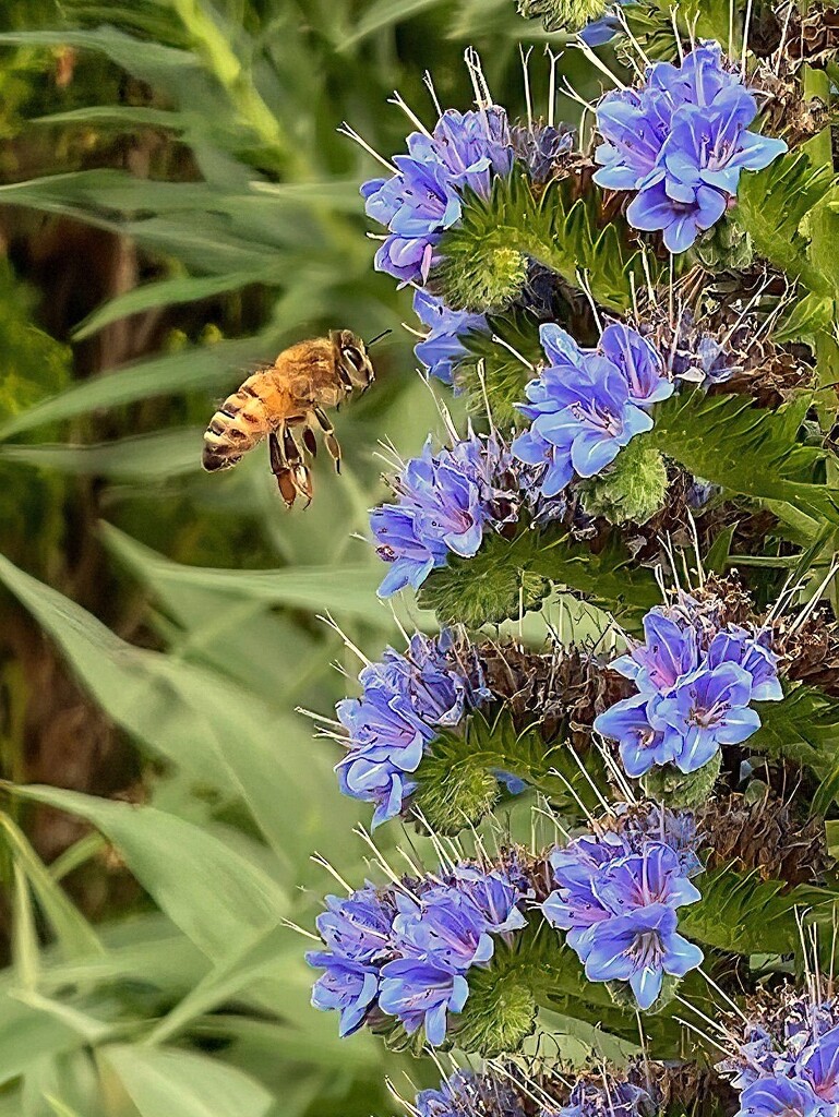 Western honey bee on Pride of Madeira(?) by johnfalconer