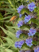 26th Sep 2023 - Western honey bee on Pride of Madeira(?)
