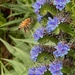 Western honey bee on Pride of Madeira(?)