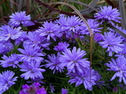 26th Sep 2023 - Asters