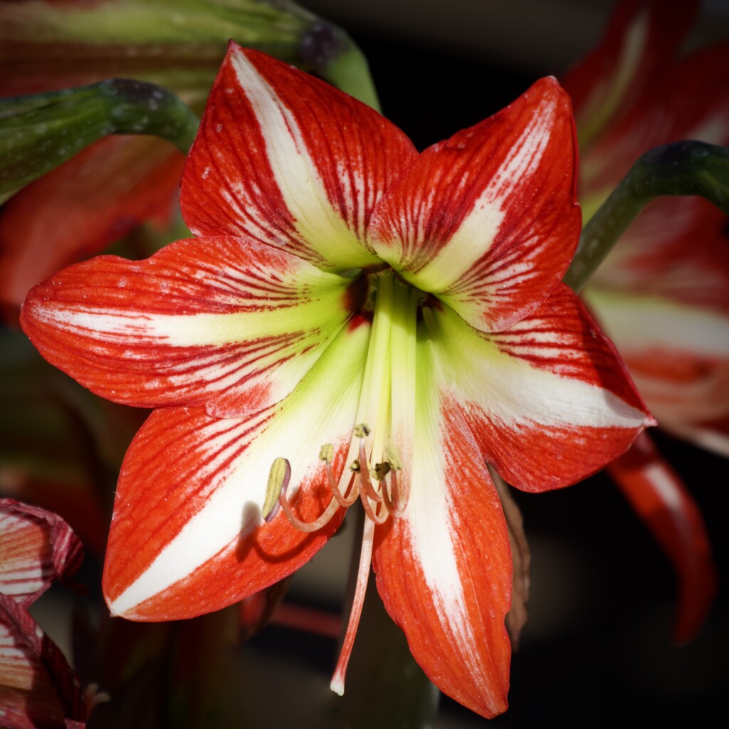 Caravan Park Hippeastrum P9260890 by merrelyn