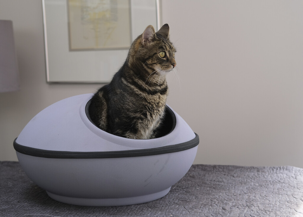 cat in a pod by kametty