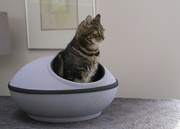 25th Sep 2023 - cat in a pod