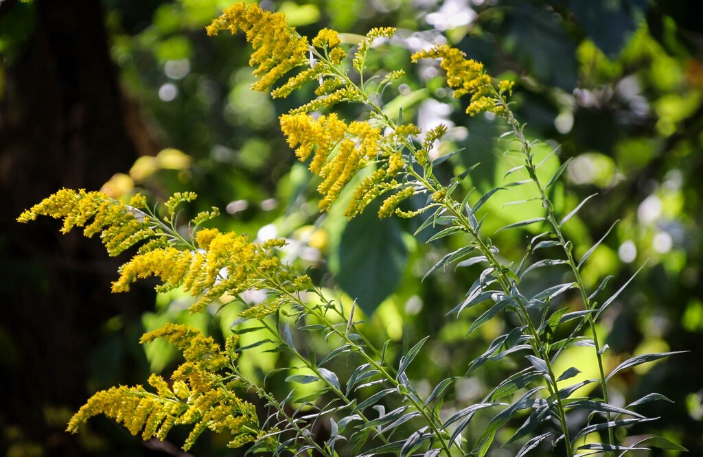 Goldenrod by mittens