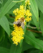 26th Sep 2023 - Bee on Golden Rod