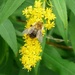 Bee on Golden Rod by arkensiel