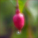 26 - Fuschia Bud with Water Droplet