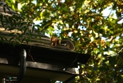 26th Sep 2023 - Having fun on the roof..........