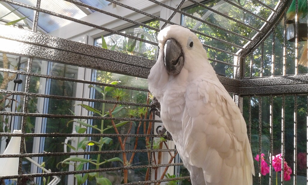 Our lovely cockatoo Bas by rosiekind