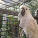 Our lovely cockatoo Bas