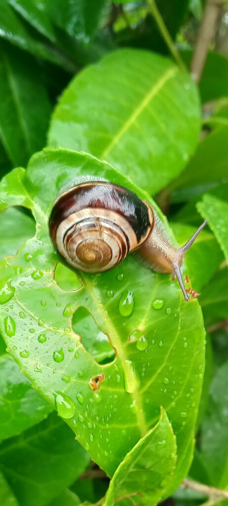 Snail weather by 365projectorgjoworboys