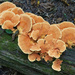 Bracket Fungus by kvphoto
