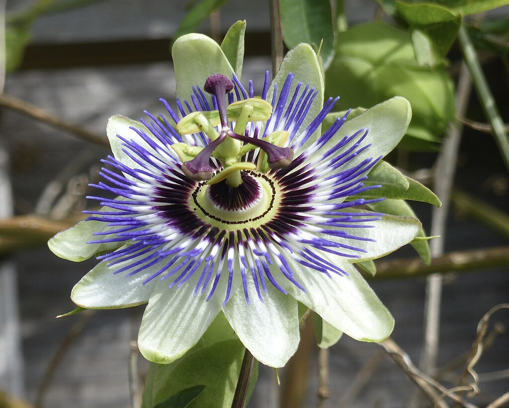 Passion Flower by susiemc