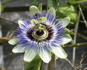 25th Sep 2023 - Passion Flower
