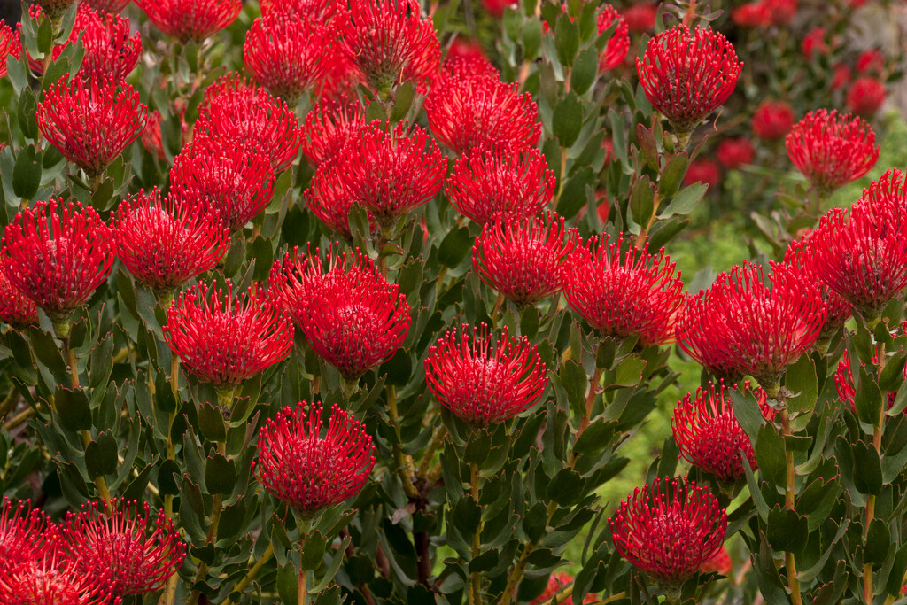 Pin Cushion Proteas by seacreature