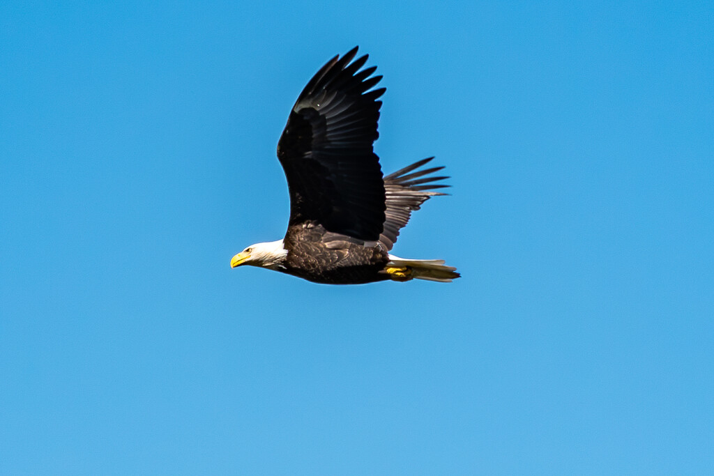 Bald Eagle by lifeisfullofpictures