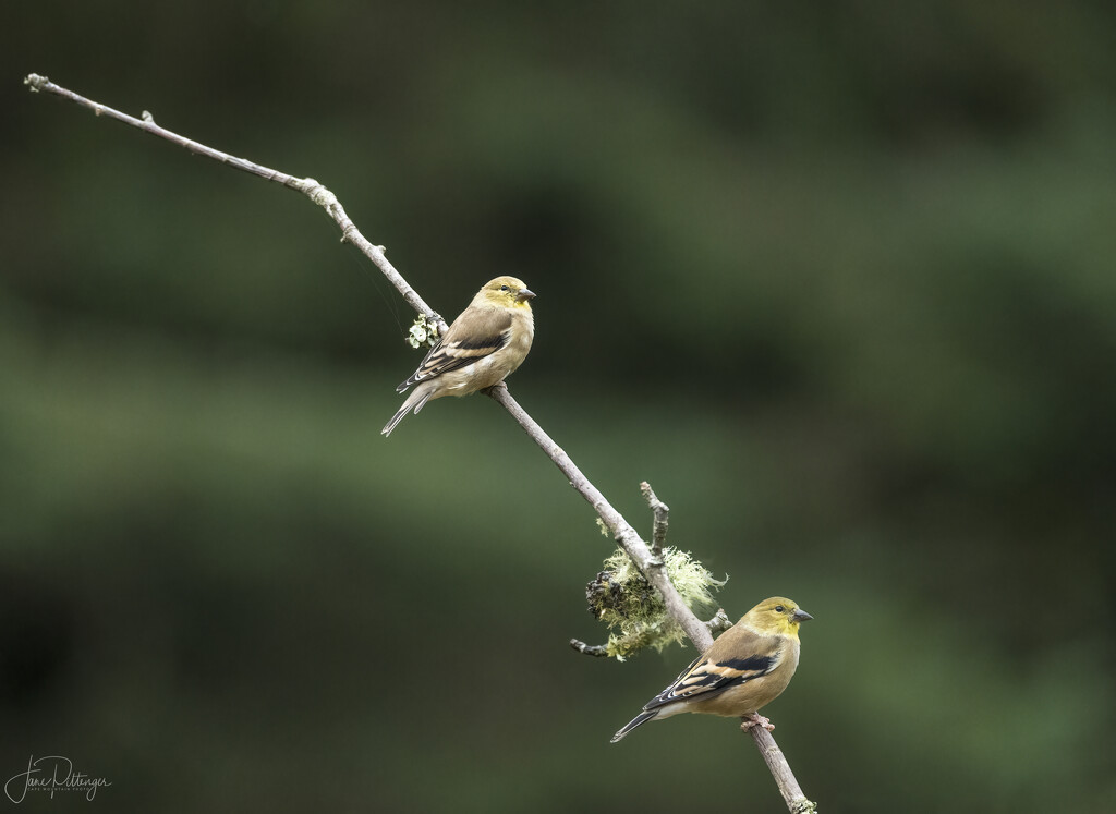 Goldfinches Still Here by jgpittenger