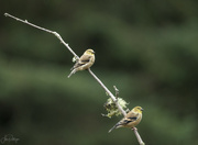 26th Sep 2023 - Goldfinches Still Here