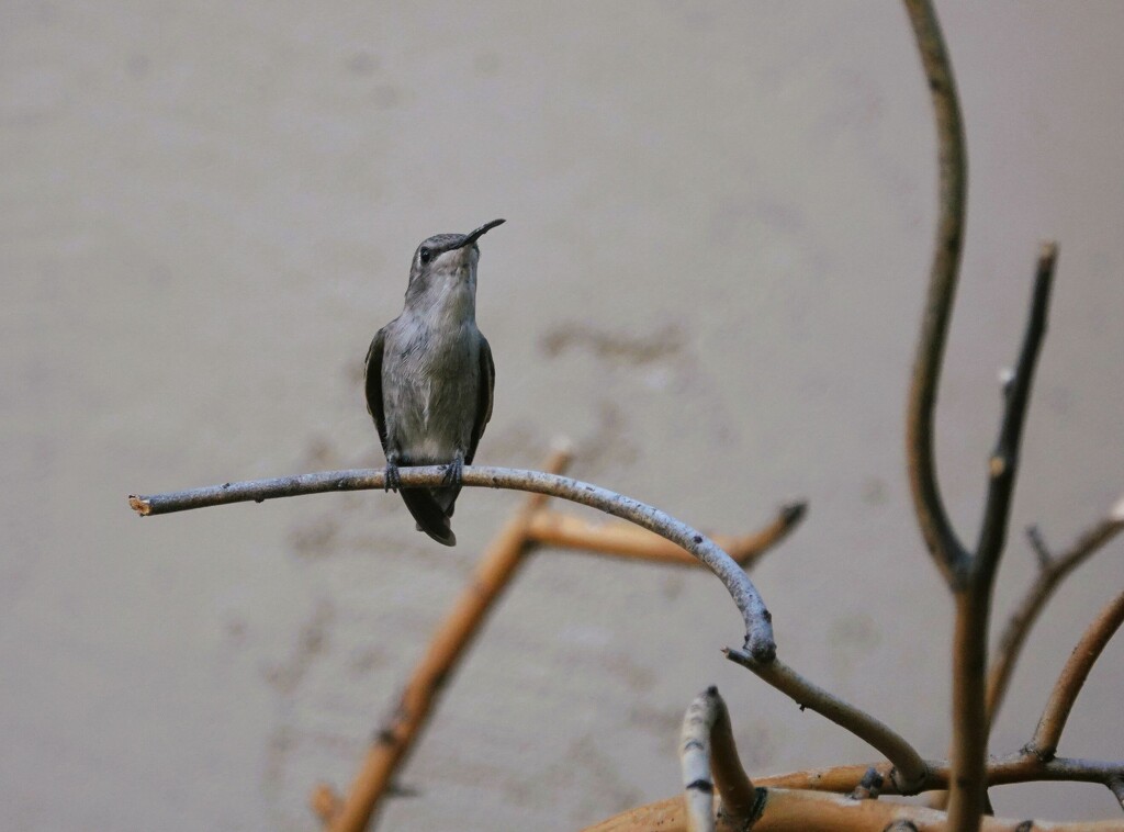 9 25 Female Hummingbird by sandlily