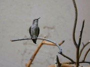 25th Sep 2023 - 9 25 Female Hummingbird