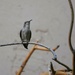 9 25 Female Hummingbird