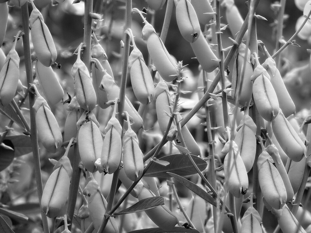 Crotalaria Spectabilis seed pods... by marlboromaam