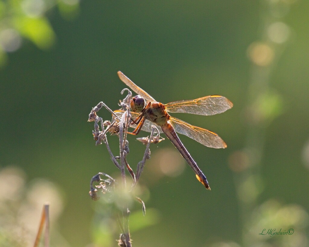LHG_9969Dragonfly at 5 rivers by rontu