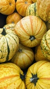 26th Sep 2023 - Fall Pumpkins 