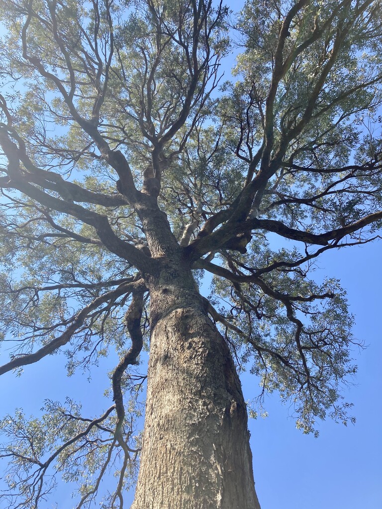 Eucalyptus  by narayani