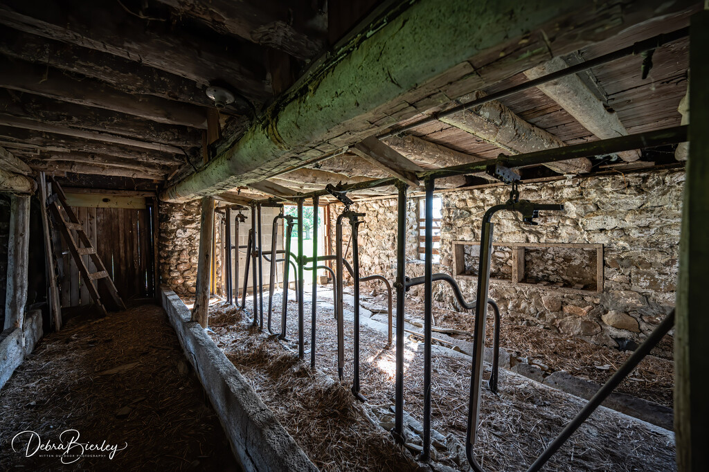Dairy Farm Milking Stanchion by dridsdale