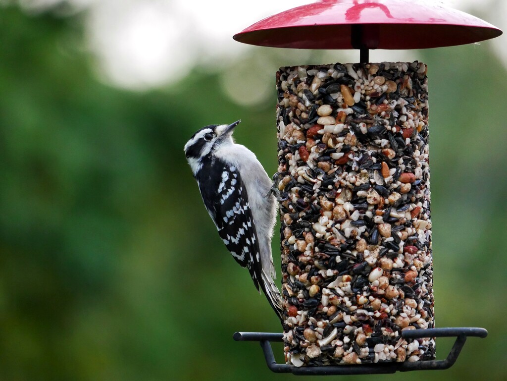 Downy woodpecker by ljmanning