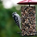 Downy woodpecker by ljmanning