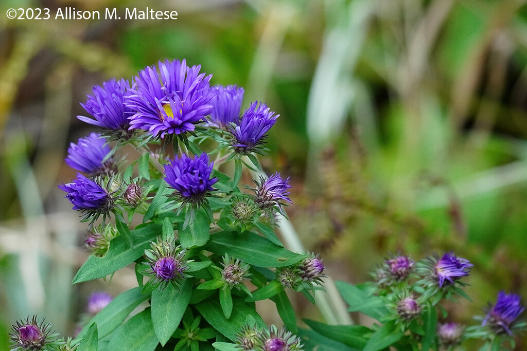 Fall Asters by falcon11