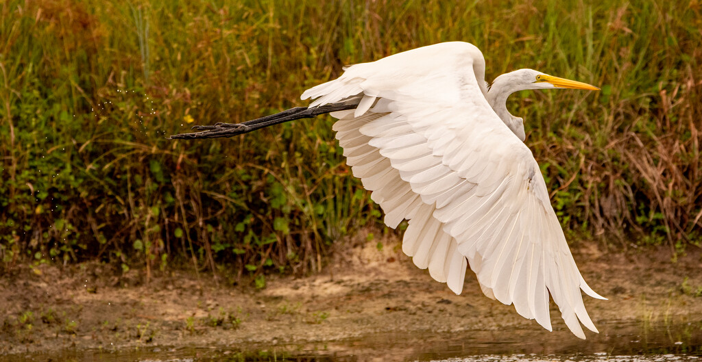 The Egret Just Took Off! by rickster549