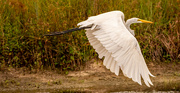26th Sep 2023 - The Egret Just Took Off!