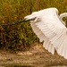 The Egret Just Took Off! by rickster549