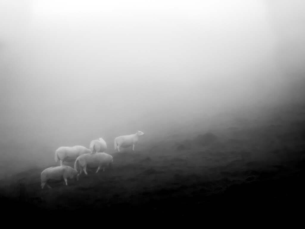 sheep in the mist by northy