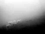 26th Sep 2023 - sheep in the mist