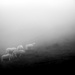 sheep in the mist